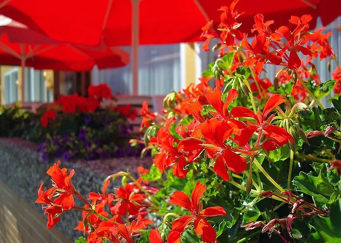 酒店 诺里布里克咖啡厅酒店 圣哥阿